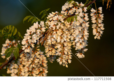 Blooming black locust 117711508