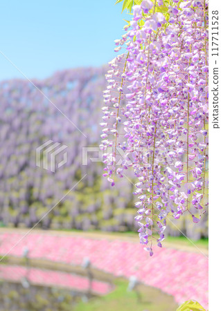 足利是一個花卉公園紫藤 足利是一個花卉公園紫藤 117711528