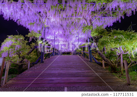 Ashikaga is a flower park wisteria 117711531