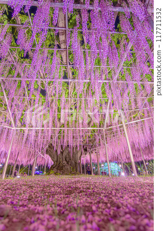 Ashikaga is a flower park wisteria 117711532