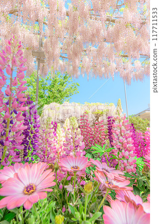 足利是一個花卉公園紫藤 足利是一個花卉公園紫藤 117711533