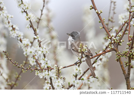 Various portraits of lesser whitethroat (Curruca curruca) 117711540
