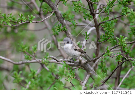 Various portraits of lesser whitethroat (Curruca curruca) Various portraits of lesser whitethroat (Curruca curruca) 117711541