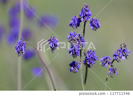 Salvia nutans Salvia nutans 117711546