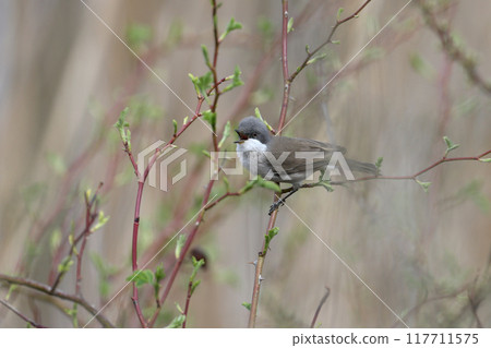 Various portraits of lesser whitethroat (Curruca curruca) 117711575