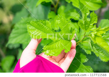 Mulberry leaves Mulberry leaves 117711588