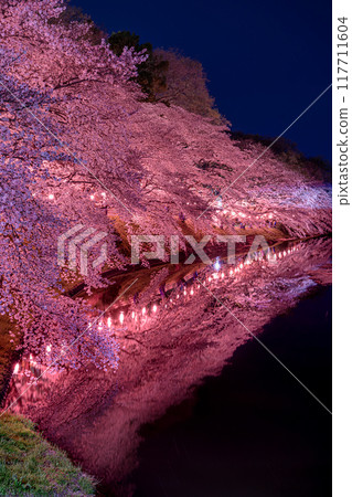 Cherry blossoms at night in Ashikaga City Cherry blossoms at night in Ashikaga City 117711604