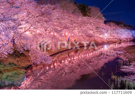 足利市的夜櫻 117711609