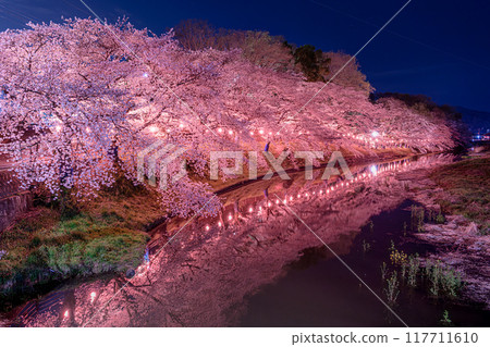 Cherry blossoms at night in Ashikaga City Cherry blossoms at night in Ashikaga City 117711610