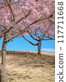 Cherry blossoms at Isesaki Mirai Park Cherry blossoms at Isesaki Mirai Park 117711668