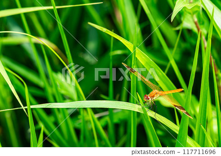 A red-veined robin resting on a leaf A red-veined robin resting on a leaf 117711696