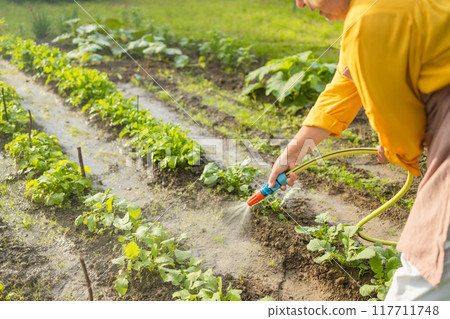 Senior woman watering fresh plants growing at home vegetable garden. Gardener taking care of plants at the backyard of her house. Concept of sustainability and growing organic 117711748