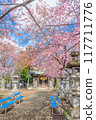 Cherry blossoms at Eda Kagami Shrine Cherry blossoms at Eda Kagami Shrine 117711776