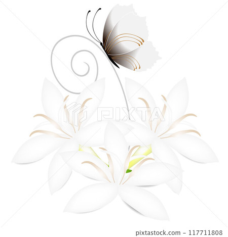White flowers of coffee tree with butterfly isolated on white background. 117711808