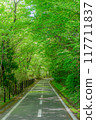 Spring at Musashino National Government Park Spring at Musashino National Government Park 117711837