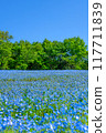 Spring at Musashino National Government Park Spring at Musashino National Government Park 117711839