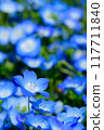 Spring at Musashino National Government Park Spring at Musashino National Government Park 117711840