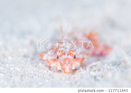 小型水下生物 小型水下生物 117711843