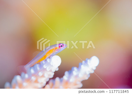 沖繩海魚 117711845