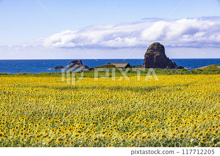 [Niigata Prefecture_Sado Island] Blue sea and sunflowers, Tokaifu Coast, August 117712205