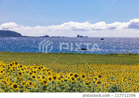 [新潟縣_佐渡島] 閃耀的大海和向日葵的外海府海岸 8 月 117712206