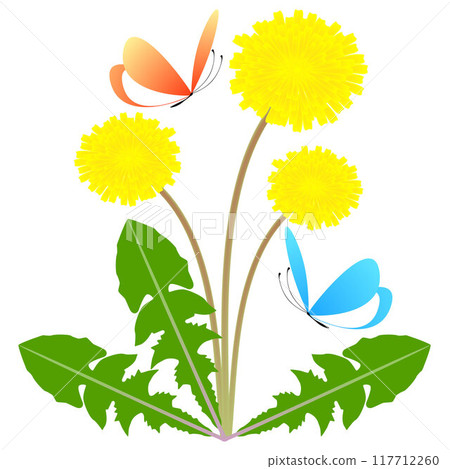 Dandelion flowers with green leaves and butterflies on a white background. 117712260
