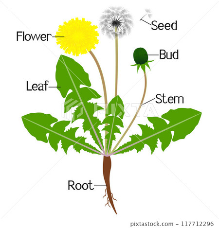 An illustration showing parts of a dandelion plant. An illustration showing parts of a dandelion plant. 117712296