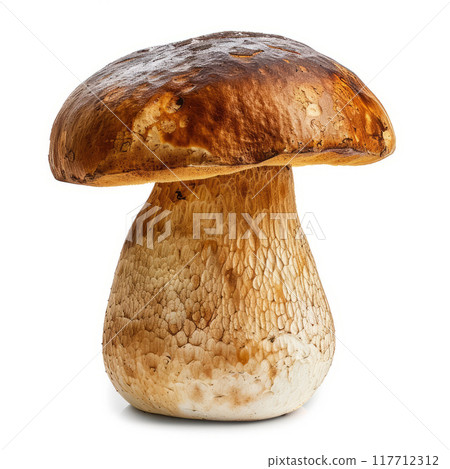 Porcini, boletus edulis, king bolete, isolated on white background. With clipping path. 117712312