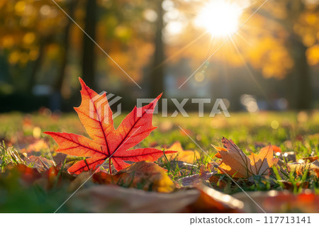 Red leaf in park in warm autumn sunshine 117713141