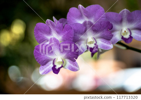Purple Dendrobium Orchid Flowers with blured background 117713320