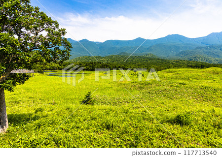 [北海道_知床五湖] 從高架木棧道眺望的景色 7月 117713540