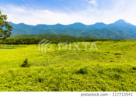 [Hokkaido_Shiretoko Five Lakes] View from the elevated boardwalk July 117713541