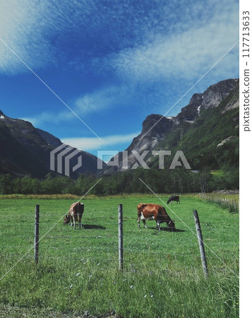 Norwegian mountain valley where there is gray asphalt but cows graze in the green grass, which is near big high mountains above the blue sky with puffy clouds. Norwegian mountain valley where there is gray asphalt but cows graze in the green grass, which is near big high mountains above the blue sky with puffy clouds. 117713633