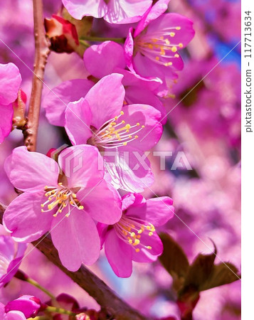 Beautiful and delicate bright pink spring flowers in the sunlight 117713634