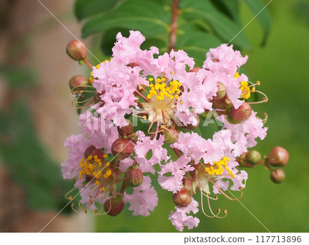 粉紅紫薇花的特寫（夏日早晨的紫薇花和花蕾） 117713896