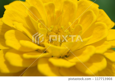 Yellow-flowered zinnia 117713908