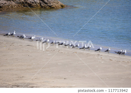 A sandy beach where black-tailed gulls gather, Uradome Coast, Tottori Prefecture 117713942