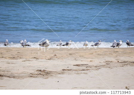 A sandy beach where black-tailed gulls gather, Uradome Coast, Tottori Prefecture 117713943