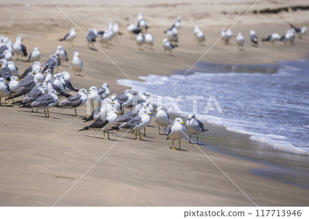 鳥取縣浦富海岸黑尾鷗聚集的沙灘風景 鳥取縣浦富海岸黑尾鷗聚集的沙灘風景 117713946