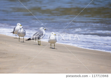 鳥取縣浦富海岸黑尾鷗聚集的沙灘風景 117713948