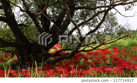 Scenery of blooming spider lilies at Minozawa Spider Lily Park Scenery of blooming spider lilies at Minozawa Spider Lily Park 117714917
