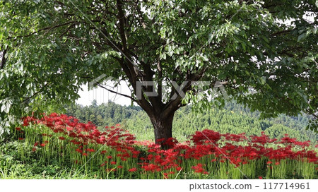 紅蜘蛛百合盛開的風景,箕澤紅蜘蛛百合公園 紅蜘蛛百合盛開的風景,箕澤紅蜘蛛百合公園 117714961