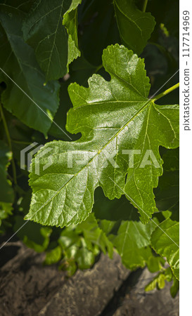 Green plants on a summer cottage. Pear fruit. Mulberry leaves. Summer concept Green plants on a summer cottage. Pear fruit. Mulberry leaves. Summer concept 117714969