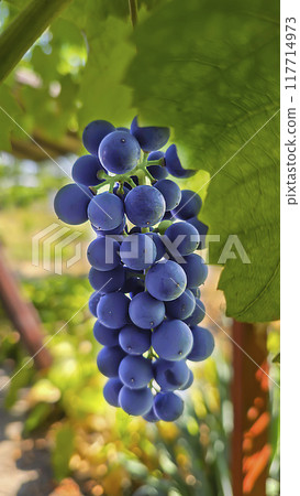 Dark grapes on a summer cottage. Harvesting. Wine making. Dark grapes on a summer cottage. Harvesting. Wine making. 117714973