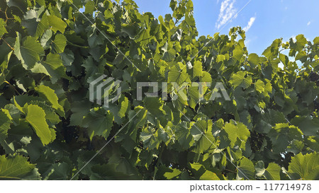 Dark grapes on a summer cottage. Harvesting. Wine making. Dark grapes on a summer cottage. Harvesting. Wine making. 117714978