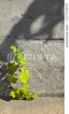 Dark grapes on a summer cottage. Harvesting. Wine making. Dark grapes on a summer cottage. Harvesting. Wine making. 117714979