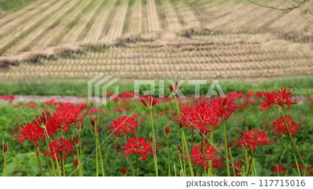 Scenery of blooming spider lilies at Minozawa Spider Lily Park Scenery of blooming spider lilies at Minozawa Spider Lily Park 117715016