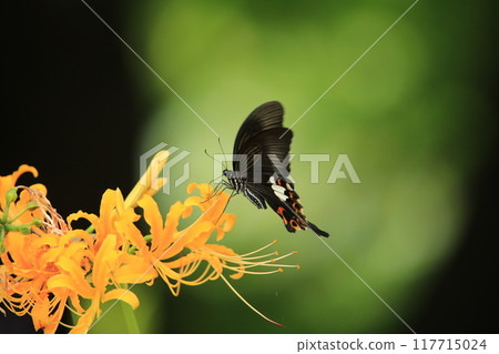 A black swallowtail butterfly resting on a red spider lily 117715024