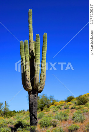 Old Saguaro Cactus Sonora desert Arizona Old Saguaro Cactus Sonora desert Arizona 117715087