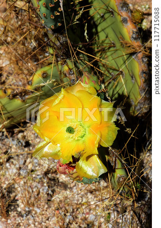 Prickly Pear Cactus Blossom Macro Prickly Pear Cactus Blossom Macro 117715088